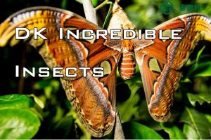 DK昆虫世界百科《鲜为人熟知的昆虫世界DK Incredible Insects Q&A》英文版PDF电子书