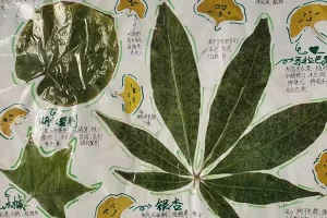 芝麻学社-少年第一堂标本制作课-培养动手能力