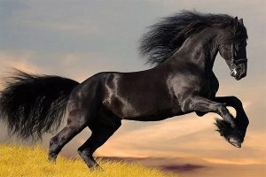 安娜·塞维尔《黑骏马》温暖故事PDF电子书(中英文版)