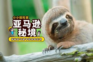 芝麻学社-探秘亚马逊-领略热带雨林的原始风光