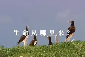 芝麻学社-生命教育课-教孩子科学看待死亡珍爱生命