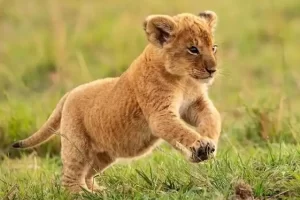 科普益智儿童动画《野生动物宝宝》全80集