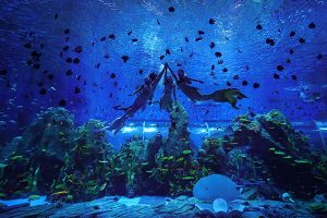 小探险家双语百科之探秘海底乐园