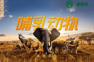 斑马百科“哺乳动物”主题动画视频课程,包含了200+个哺乳动物的相关知识点